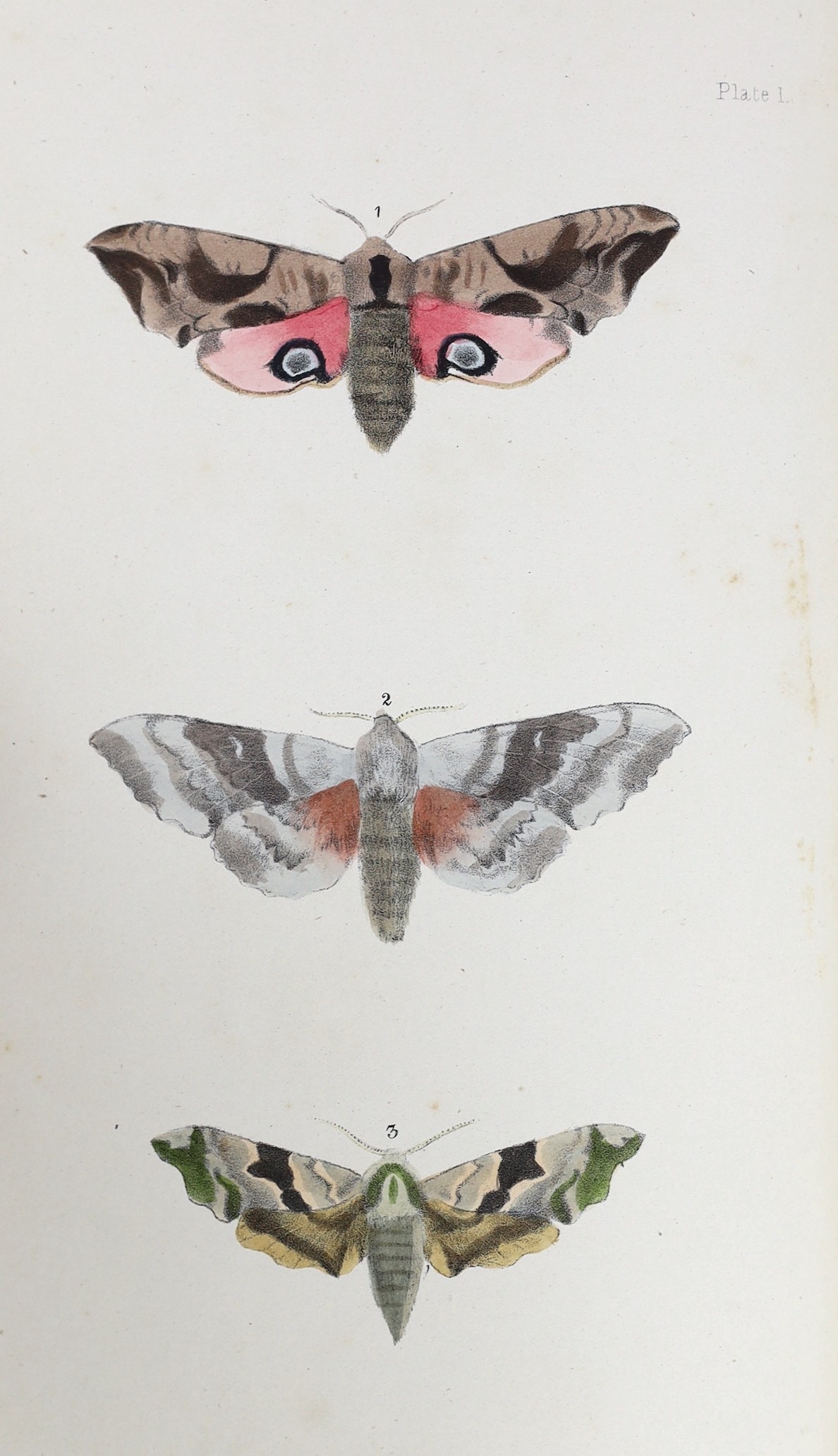 Morris, Rev. Francis Orpen - A Natural History of British Moths...4 vols. 132 hand coloured plates; contemp. half morocco and marbled boards, gilt decorated panelled spines, ge. and marbled e/ps., roy. 8vo. 1872